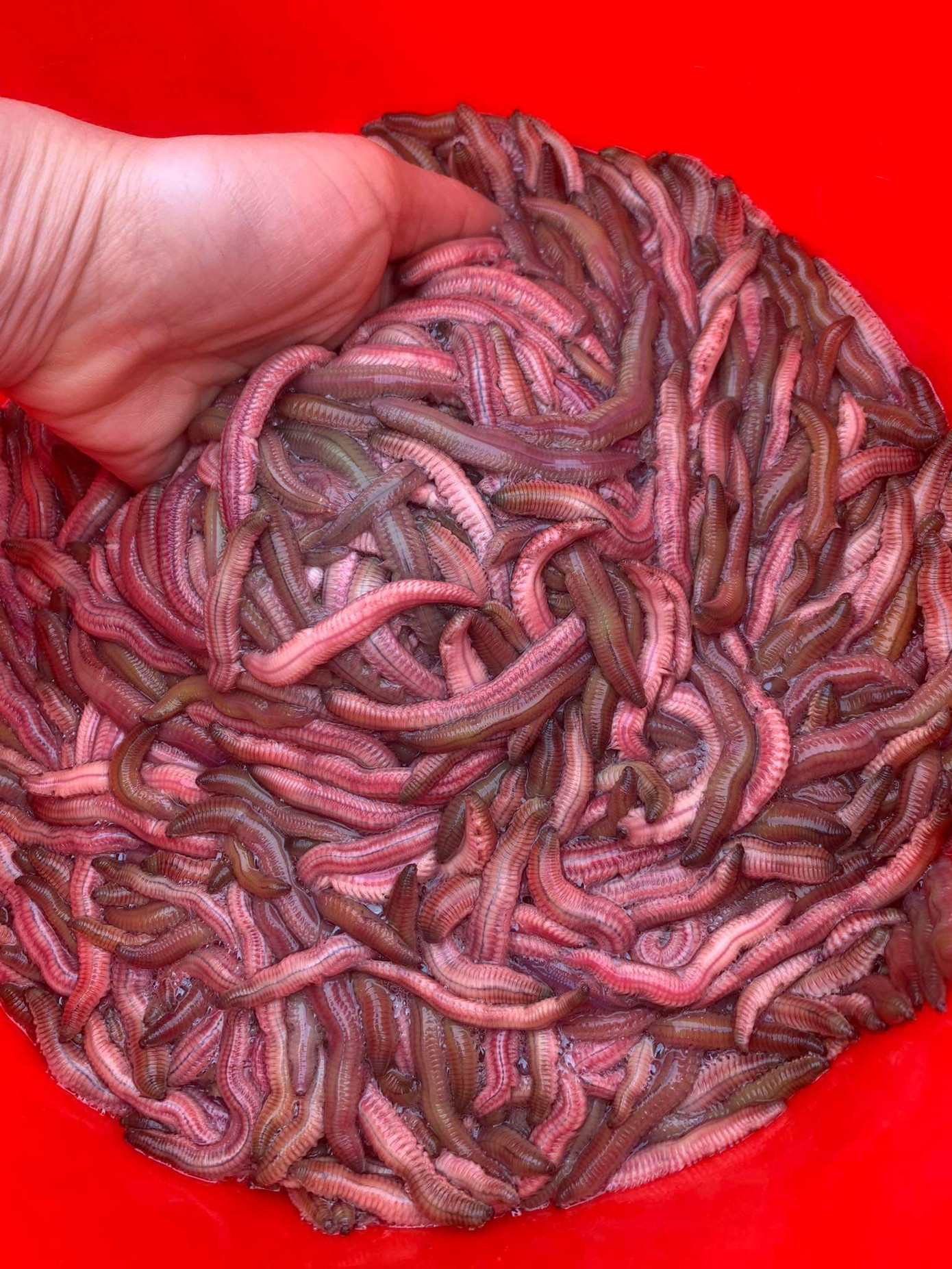 Rươi tháng 10 là vụ rươi ngon nhất, những con rươi thu hoạch được đều rất dài và béo tròn. Người tiêu dùng cũng rất chuộng rươi vụ này mặc dù giá sẽ cao hơn so với rươi cuối vụ.