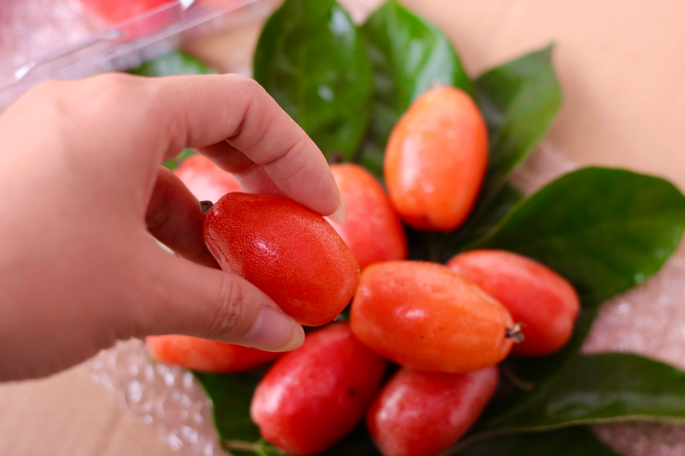 Người trồng cho hay, cây nhót trồng 3 năm là cho quả, chất lượng quả lớn nhỏ, chua ngọt phụ thuộc nhiều vào thời tiết. Nếu nhót chín gặp mưa sẽ nhanh thối. Cây đủ nước đủ phân, sạch sâu bệnh thì quả sẽ to và ngọt hơn. Người trồng cho hay, cây nhót trồng 3 năm là cho quả, chất lượng quả lớn nhỏ, chua ngọt phụ thuộc nhiều vào thời tiết. Nếu nhót chín gặp mưa sẽ nhanh thối. Cây đủ nước đủ phân, sạch sâu bệnh thì quả sẽ to và ngọt hơn.