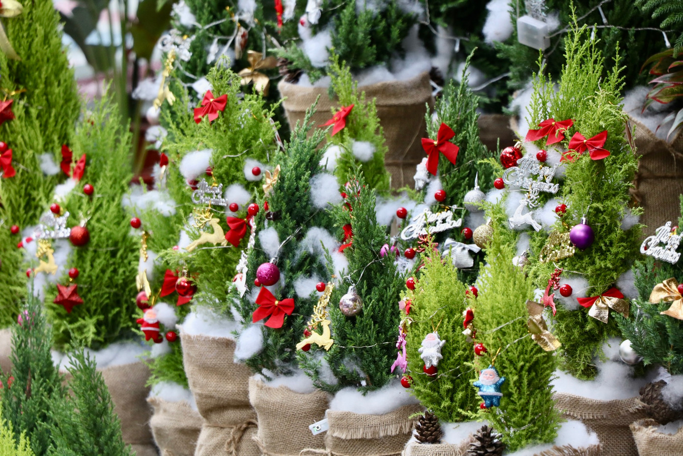 Chị Nhung - chủ một cửa hàng trên đường Hoàng Hoa Thám - cho biết: "Mùa Noel năm nay, nhà tôi nhập thêm các loại cây như tùng thơm, sơn tùng, tùng bách tán và thông về bán. Trong các loại cây này thì sơn tùng bán chạy nhất".