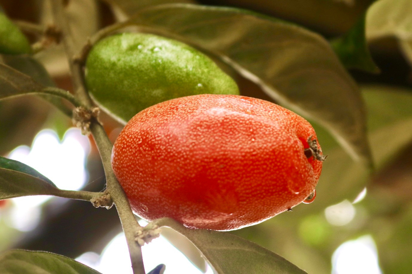 Sản lượng quả năm nay thấp, tuy nhiên theo người trồng nhót chất lượng và "mã" quả năm nay vẫn đảm bảo. Về quy trình hái phải hết sức cẩn thận, nhót phải hái đều tay, chọn quả đỏ chín sẽ không bị chua quá mới đảm bảo chất lượng hàng xuất cho thương lái. Quả nhót chín, mềm phải hái nhẹ tay đúng kiểu mới không làm bong vỏ hay nát, nếu mạnh tay quả sẽ bị dập nát không bán được. Sản lượng quả năm nay thấp, tuy nhiên theo người trồng nhót chất lượng và "mã" quả năm nay vẫn đảm bảo. Về quy trình hái phải hết sức cẩn thận, nhót phải hái đều tay, chọn quả đỏ chín sẽ không bị chua quá mới đảm bảo chất lượng hàng xuất cho thương lái. Quả nhót chín, mềm phải hái nhẹ tay đúng kiểu mới không làm bong vỏ hay nát, nếu mạnh tay quả sẽ bị dập nát không bán được.