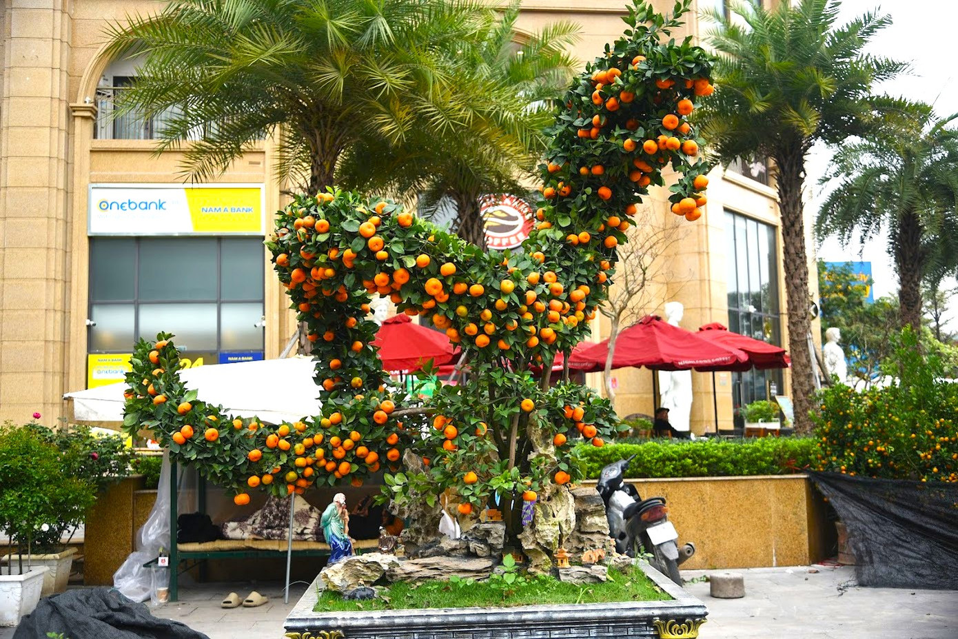 Để chuẩn bị cho dịp Tết Nguyên đán năm nay, anh Nguyễn Đức Anh (33 tuổi, người trồng cây cảnh ở Bắc Từ Liêm, Hà Nội) đã cho ra mắt cặp quất cảnh tạo hình rồng độc đáo và đem xuống trưng bày tại đường Lạc Long Quân. Để chuẩn bị cho dịp Tết Nguyên đán năm nay, anh Nguyễn Đức Anh (33 tuổi, người trồng cây cảnh ở Bắc Từ Liêm, Hà Nội) đã cho ra mắt cặp quất cảnh tạo hình rồng độc đáo và đem xuống trưng bày tại đường Lạc Long Quân.