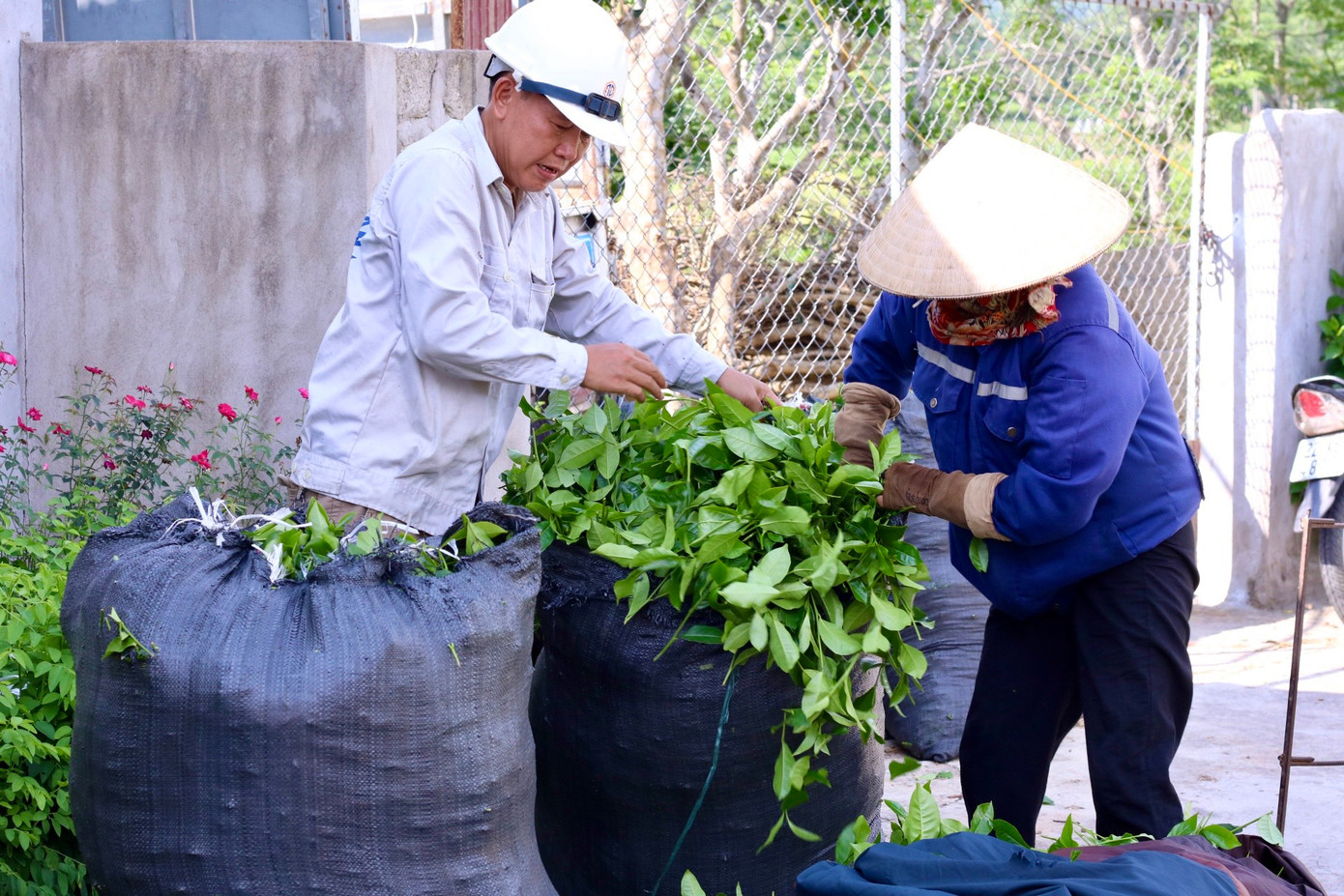 Chè được chăm sóc cẩn thận sẽ cho sản lượng cao và khoảng 45 ngày sẽ cho thu hoạch một lứa.