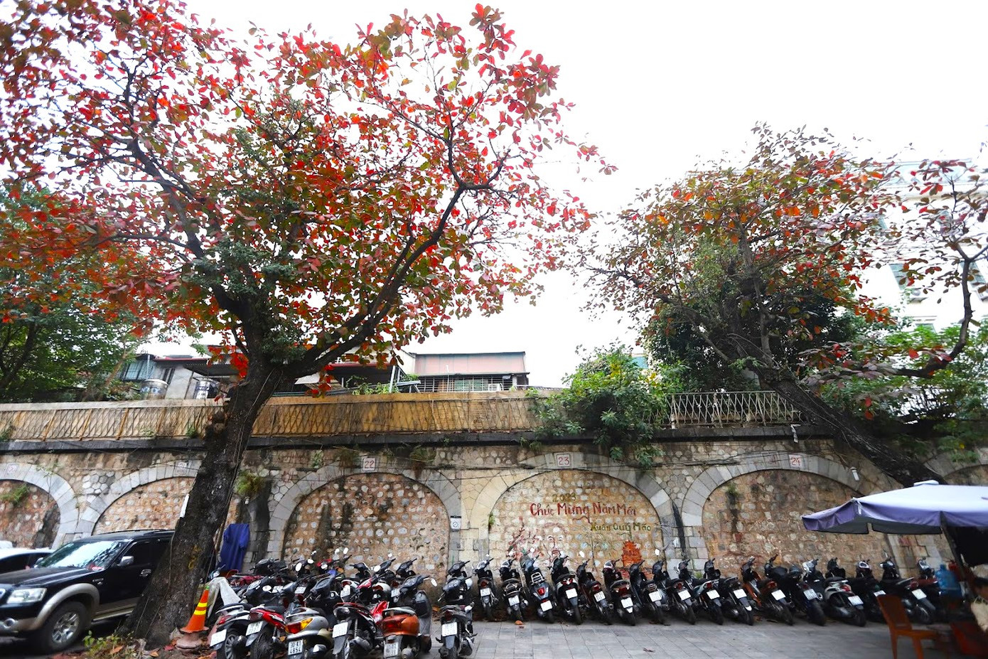 Cây bàng trong tâm trí người Việt Nam vốn là hình ảnh thân thuộc. Bàng gắn liền với sân trường, vỉa hè, góc phố.