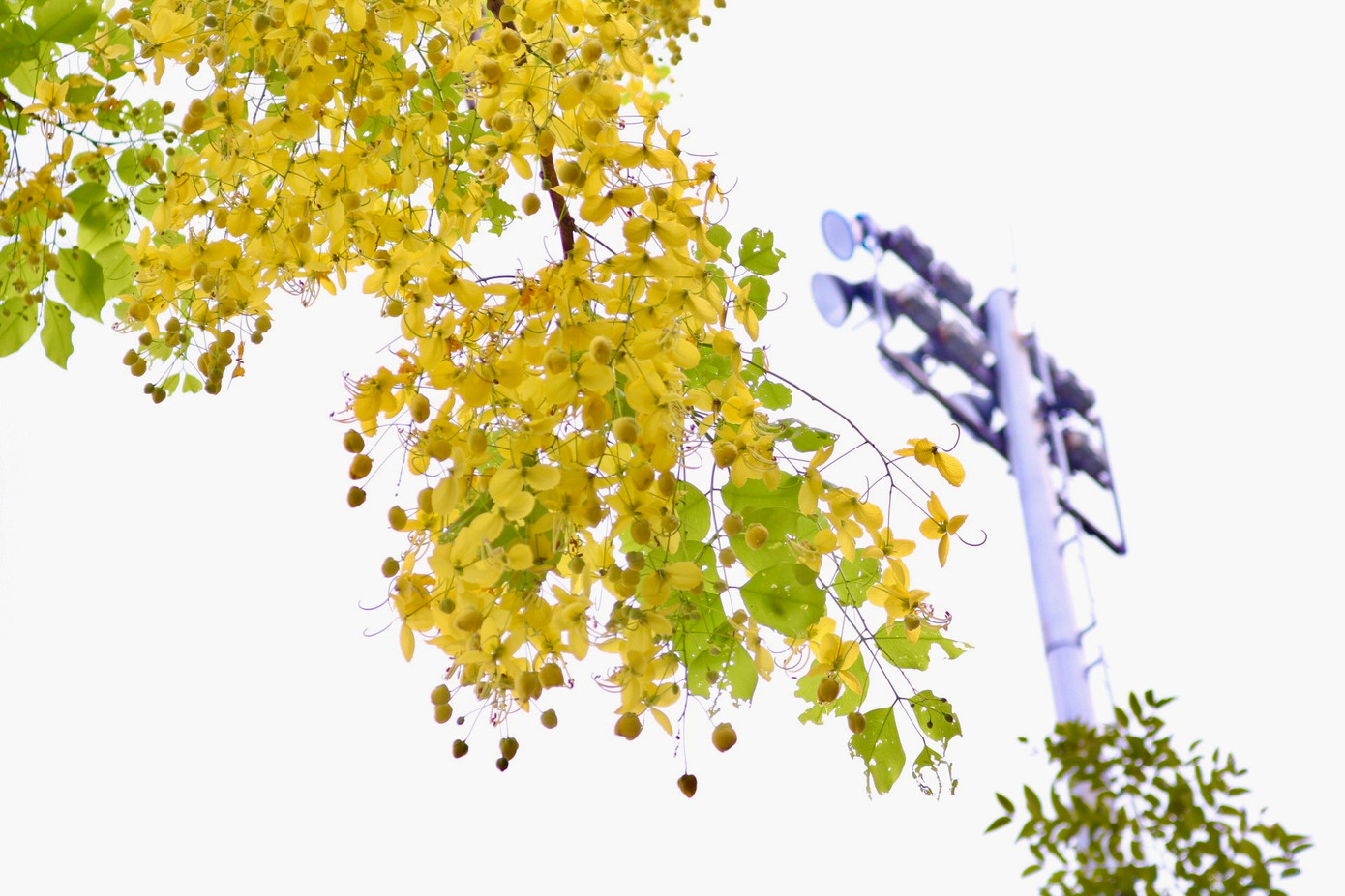 Hoa muồng hoàng yến có màu vàng rực, tươi tắn tượng trưng cho niềm vui, sức sống và sự thịnh vượng. Hoa muồng hoàng yến có màu vàng rực, tươi tắn tượng trưng cho niềm vui, sức sống và sự thịnh vượng.