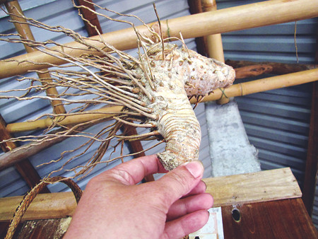 Cái pardưl dùng đuổi chuột từng được người Pakôh tuyển lựa công phu từ gốc tre khô tua tủa rễ Ảnh: Ngọc Văn