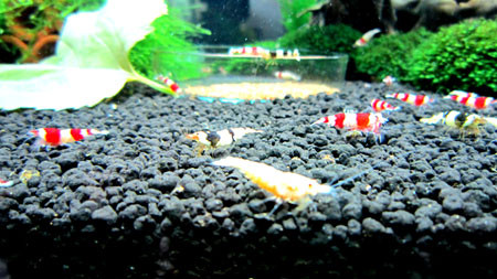 Cận cảnh những chú tép ong tuyệt đẹp của anh Tuấn Dũng. . Cận cảnh những chú tép ong tuyệt đẹp của anh Tuấn Dũng.