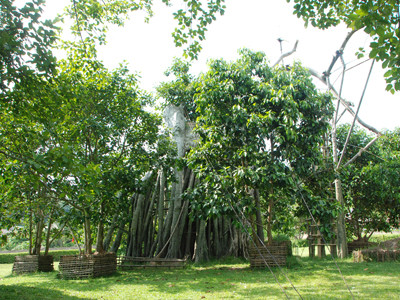 Thực trạng quang cảnh cây đa Tân Trào