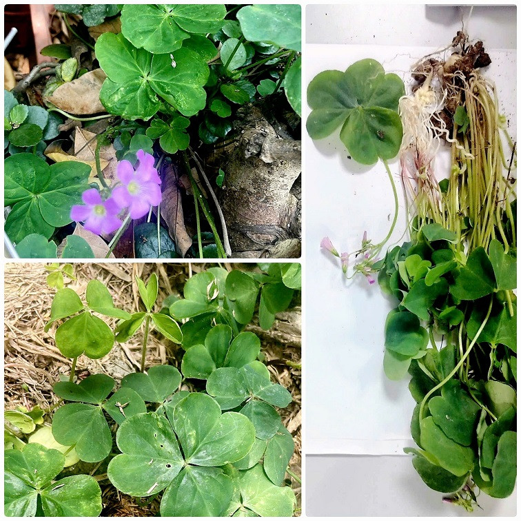 Hà Nội: Suy thận cấp vì hái cây me đất sắc nước uống để... mát gan ảnh 2 Hà Nội: Suy thận cấp vì hái cây me đất sắc nước uống để... mát gan ảnh 2