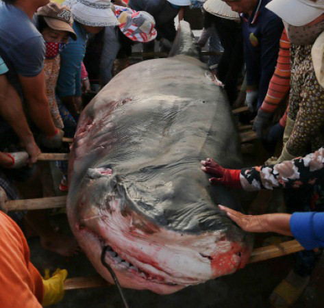 Nghề câu “cọp biển” ảnh 1