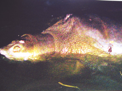 Cụ Rùa với lưỡi câu chùm trên lưng. Cụ Rùa với lưỡi câu chùm trên lưng