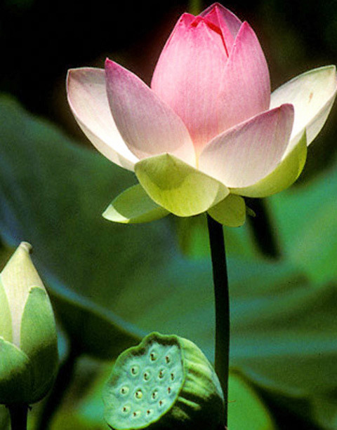 Hoa sen đang được nhiều người bình chọn làm quốc hoa Ảnh: N.T.T.N