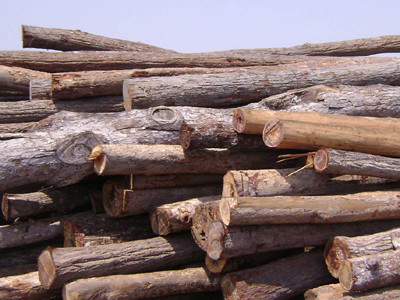 Gỗ khai thác trái phép ở Gia Lai. Ảnh: PV. Gỗ khai thác trái phép ở Gia Lai Ảnh: PV