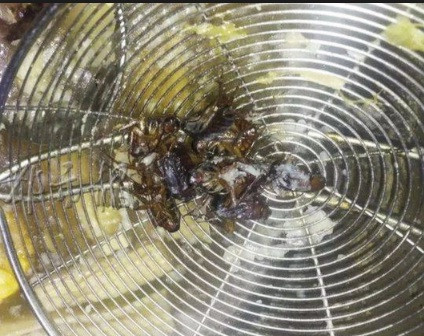  Thực khách tá hỏa phát hiện 8 con gián trong nồi lẩu ảnh 2