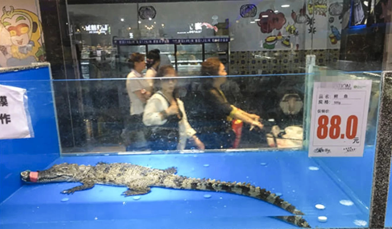 Nhiều loài động vật bảo tồn được tìm thấy trong siêu thị Trung Quốc. ảnh 1