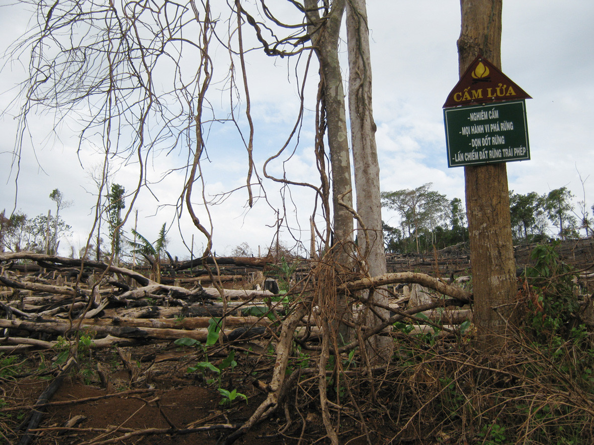 Sau biển cấm là khu rừng bị bức tử
