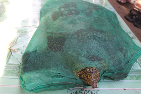 Con cua đinh được bọc trong bao tải lưới