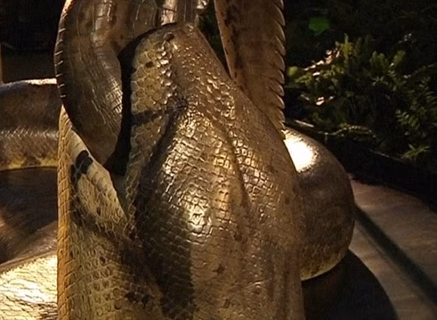 Titanoboa là loài ăn thịt lớn nhất trong lịch sử. Titanoboa là loài ăn thịt lớn nhất trong lịch sử