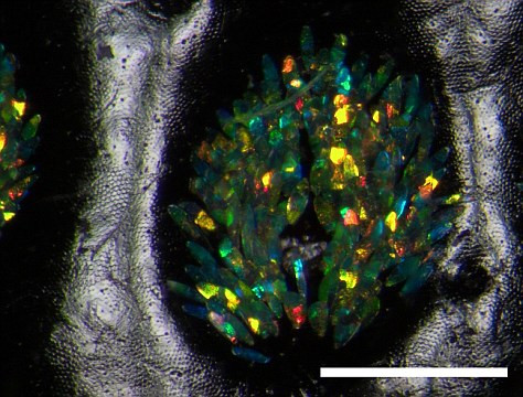 “Đá trang sức” trên cánh của loài mọt mới. “Đá trang sức” trên cánh của loài mọt mới