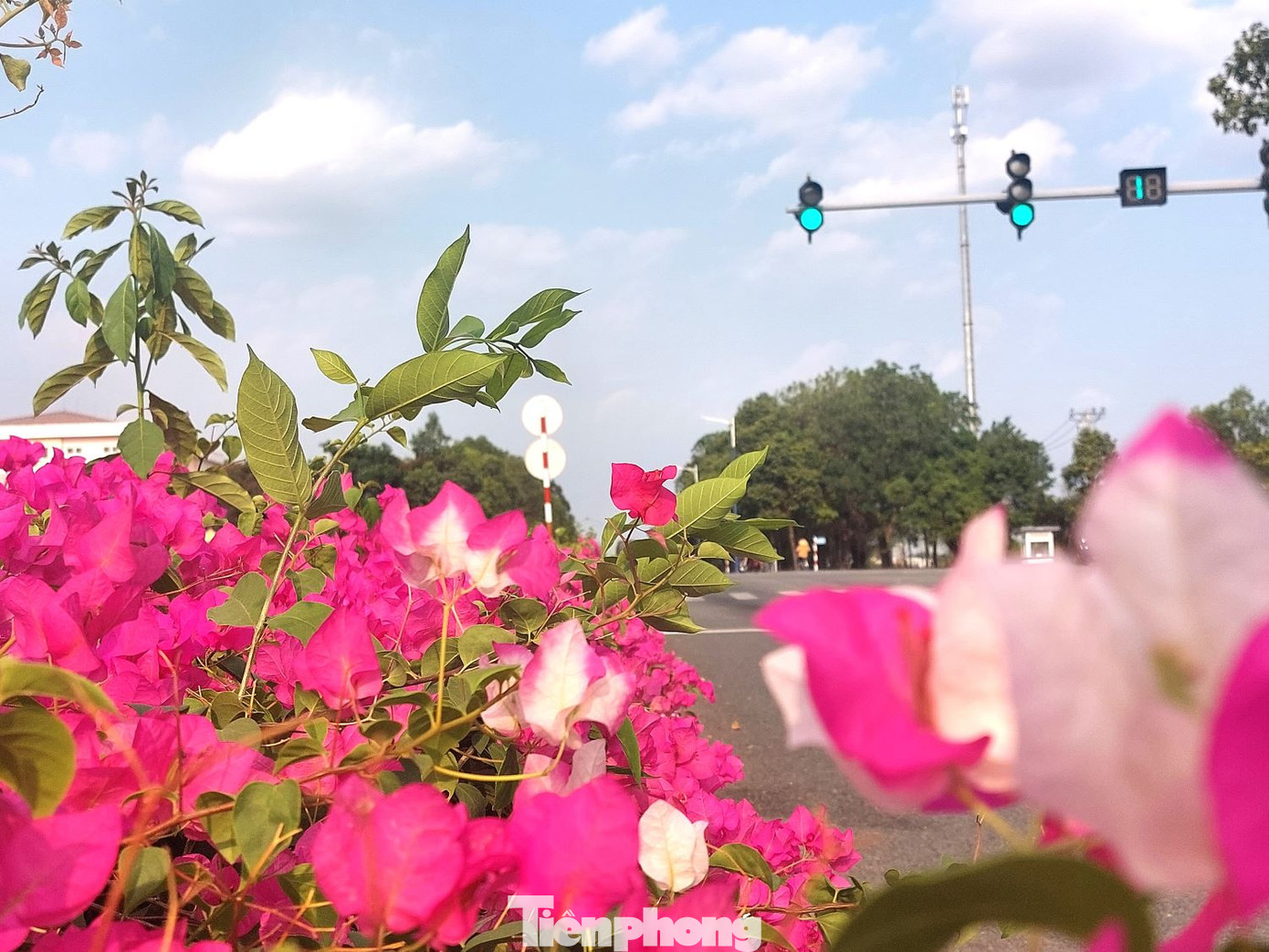 Dải phân cách giữa đường NA3 được trồng hoa giấy. Mặc cho tiết trời tháng 4 nắng gắt, hoa giấy đồng loạt trổ bông, tạo nên một cung đường tuyệt đẹp. Dải phân cách giữa đường NA3 được trồng hoa giấy. Mặc cho tiết trời tháng 4 nắng gắt, hoa giấy đồng loạt trổ bông, tạo nên một cung đường tuyệt đẹp.