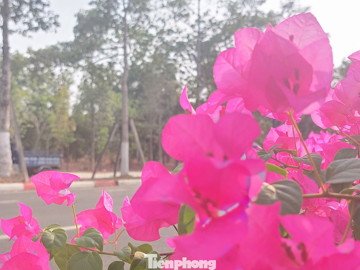 Hoa giấy trổ bông rất đẹp trên đường NA3 Hoa giấy trổ bông rất đẹp trên đường NA3