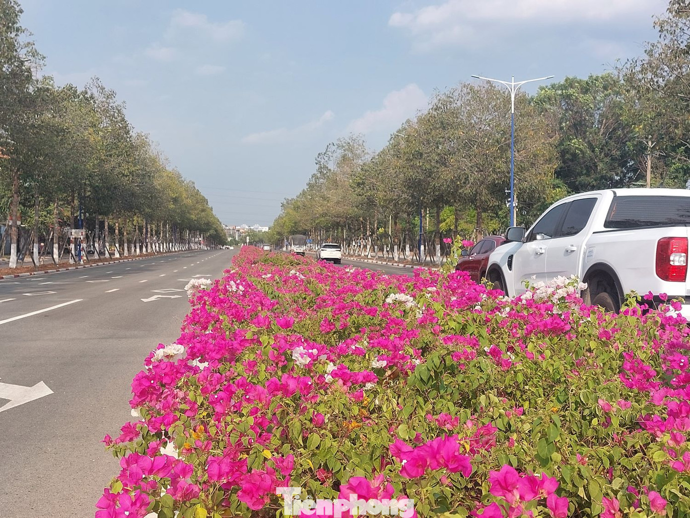 Tuyến đường trở nên mát dịu nhờ hoa giấy Tuyến đường trở nên mát dịu nhờ hoa giấy