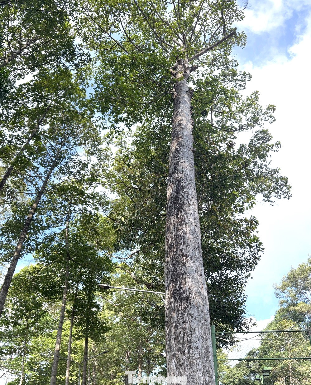 Trong đó, gồm có 2 quần thể cây Dầu rái tại khuôn viên Thành ủy Thủ Dầu Một có 29 cây và khuôn viên HĐND, UBND thành phố Thủ Dầu Một có 18 cây. Có một quần thể 3 cây đa tại khuôn viên Thành ủy Thủ Dầu Một, 1 cây Bồ đề, 1 cây Sao đen và 1 cây Gõ tại khuôn viên HĐND, UBND thành phố này.