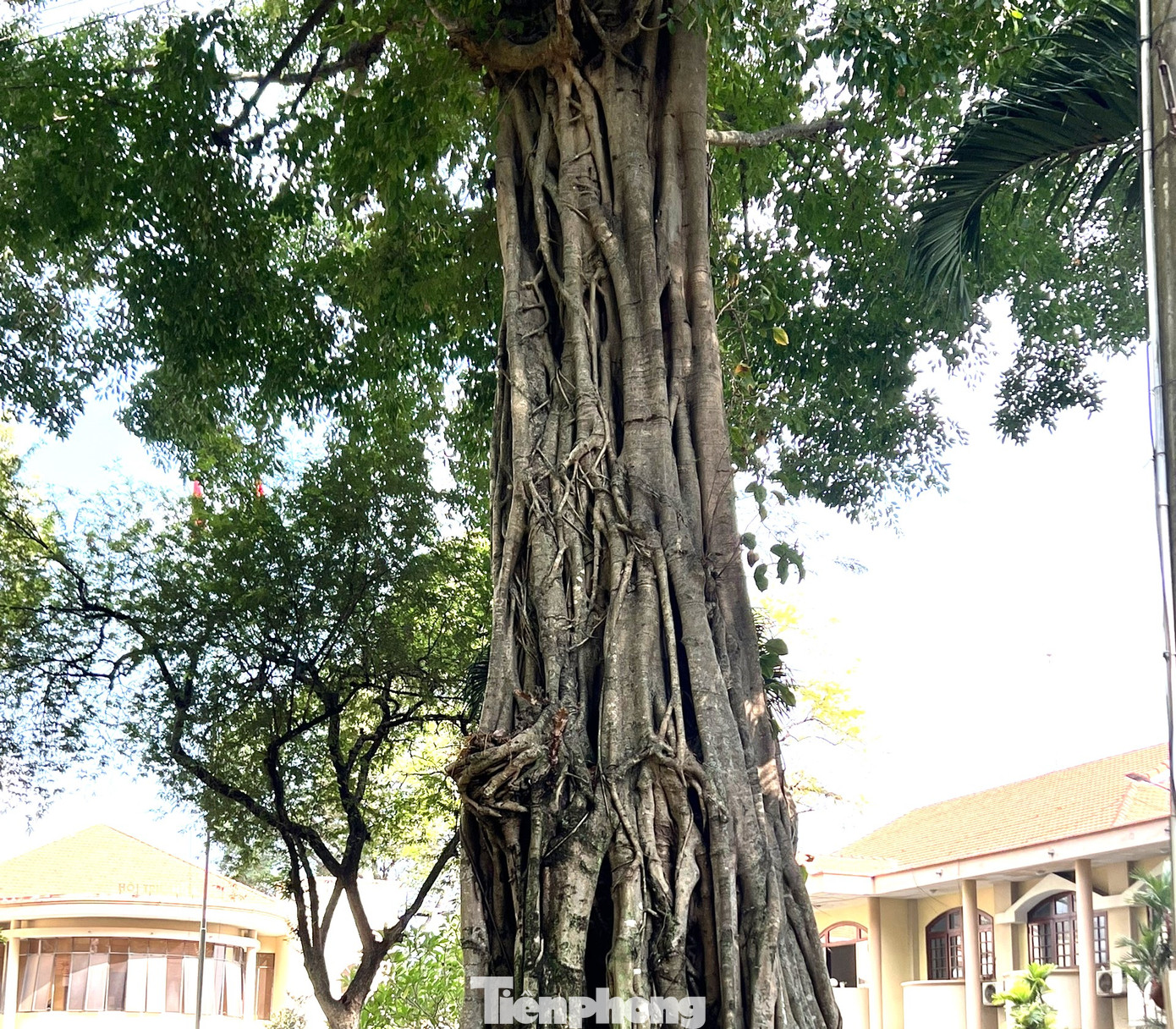 Theo lãnh đạo thành phố Thủ Dầu Một, việc công nhận quần thể cây Dầu Rái, cây Đa, cây Sao Đen, cây Gõ và Cây Bồ đề tại khuôn viên trụ sở là quần thể cây di sản Việt Nam có ý nghĩa rất quan trọng đối với nét đẹp về truyền thống văn hóa nơi đây.