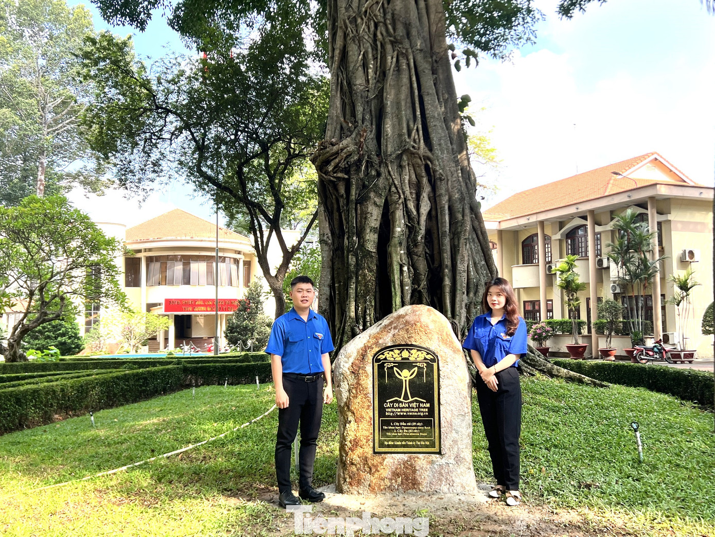 Hiện tại, quần thể cây ở 2 khu vực đang sinh trưởng và phát triển tốt, được UBND thành phố Thủ Dầu Một hợp đồng với Công ty TNHH MTV Công trình đô thị Bình Dương chăm sóc và bảo vệ.