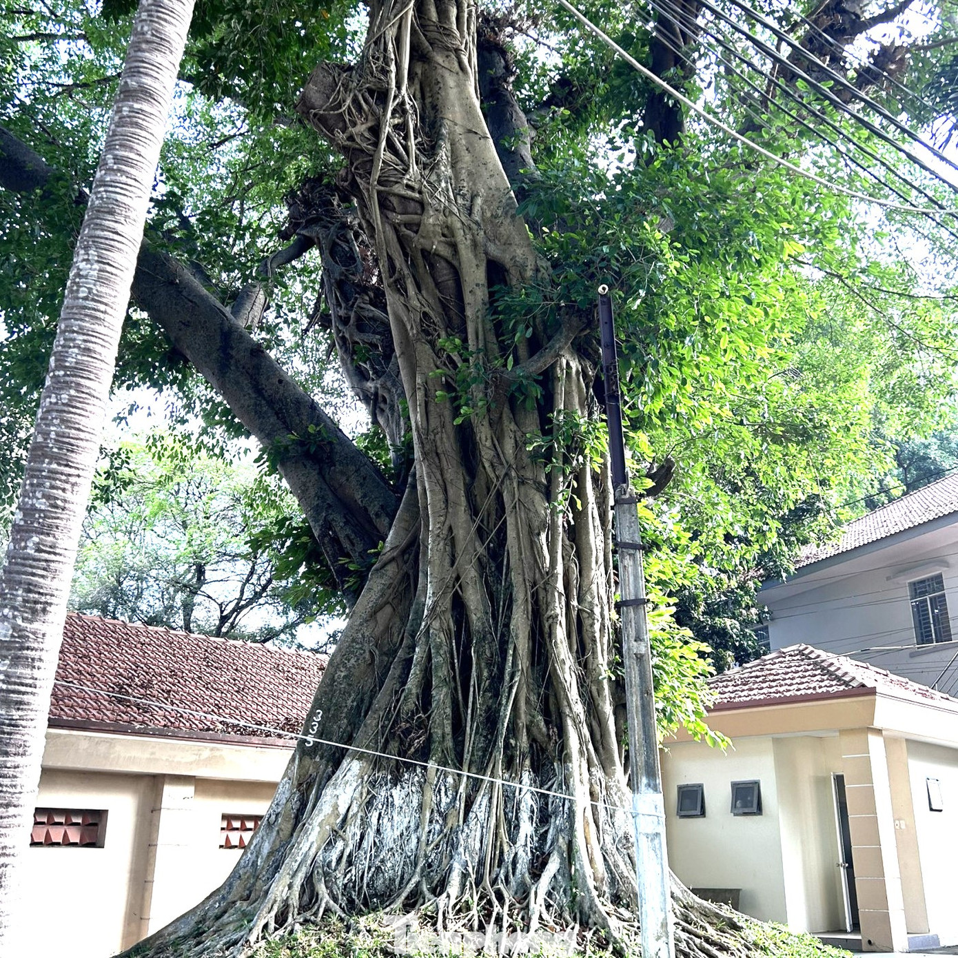 Cây cổ thụ được công nhận di sản đảm bảo mảng xanh đô thị góp phần bảo vệ tài nguyên thiên nhiên cho tất cả cán bộ, người dân, các tổ chức đoàn thể, học sinh, sinh viên các trường trong thành phố Thủ Dầu Một học tập, thực tập, nghiên cứu khoa học.