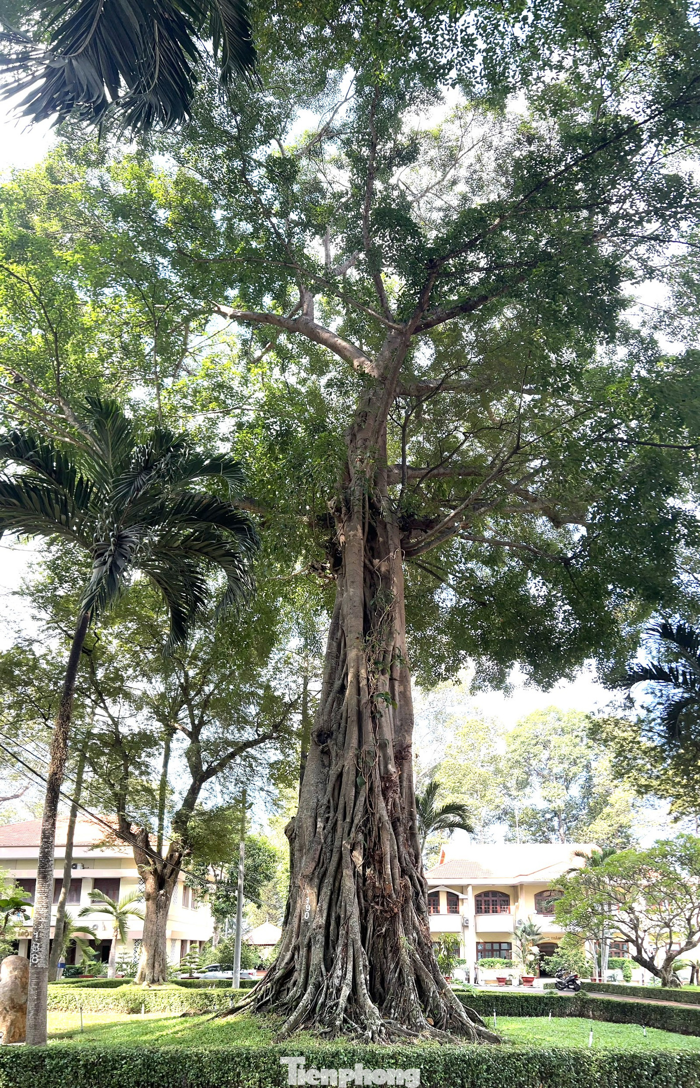 Theo đó, quần thể cây Dầu Rái, cây Đa, Cây Sao Đen, cây Gõ và Cây Bồ đề tại Khuôn viên trụ sở thành phố Thủ Dầu Một với những cây lớn nhất có độ tuổi hơn 150 năm.