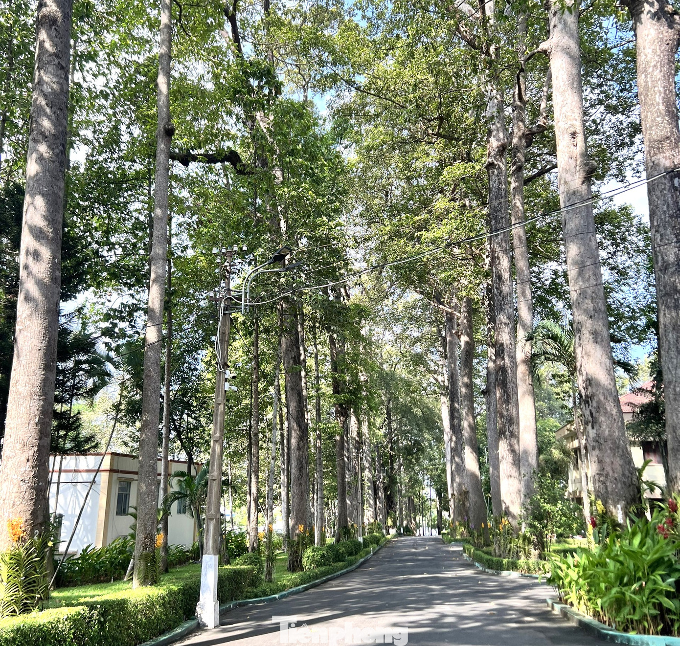 Ngày 25/4, đại diện lãnh đạo thành phố Thủ Dầu Một (Bình Dương) cho biết, trong khuôn viên Thành ủy, HĐND, UBND thành phố có 53 cây vừa được công nhận cây di sản Việt Nam.