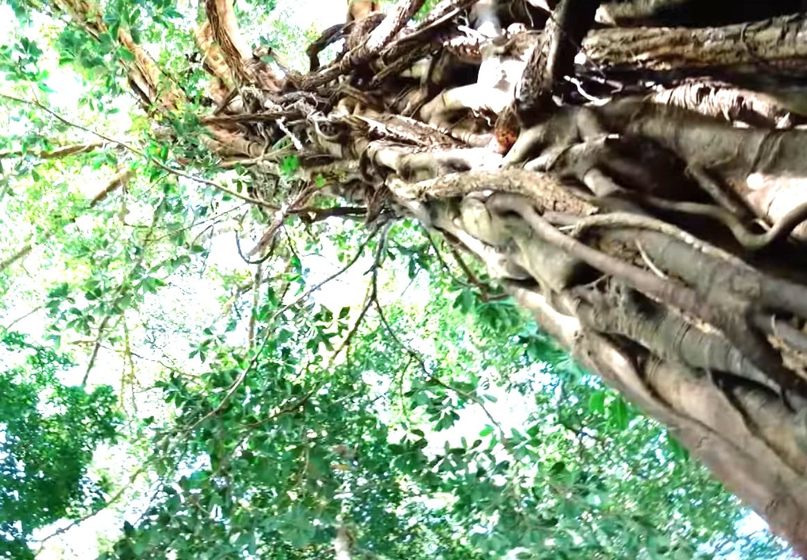 Sắp tới đây, vườn Quốc gia Bù Gia Mập sẽ tiếp tục xác định các cây đủ tiêu chí để đề xuất công nhận cây di sản. Qua đó, quảng bá sự phong phú, đa dạng về hệ thực vật rừng, các loài cây cổ thụ, quý hiếm nơi đây, tuyên truyền nâng cao ý thức bảo vệ thiên nhiên của người dân, du khách khi đến tham quan tại điểm đến thú vị này. Sắp tới đây, vườn Quốc gia Bù Gia Mập sẽ tiếp tục xác định các cây đủ tiêu chí để đề xuất công nhận cây di sản. Qua đó, quảng bá sự phong phú, đa dạng về hệ thực vật rừng, các loài cây cổ thụ, quý hiếm nơi đây, tuyên truyền nâng cao ý thức bảo vệ thiên nhiên của người dân, du khách khi đến tham quan tại điểm đến thú vị này.