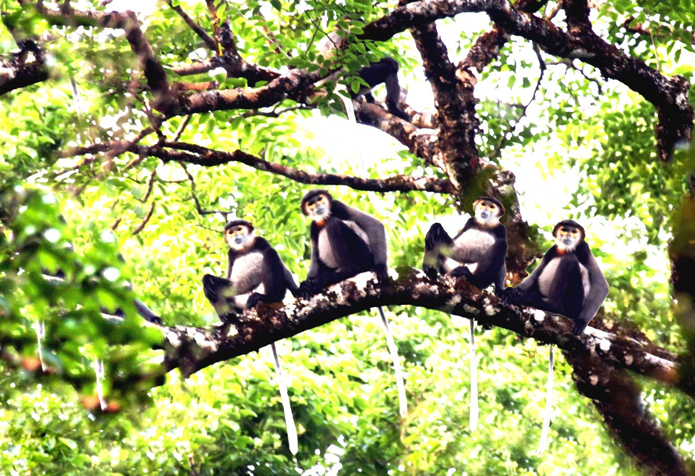 Vườn Quốc gia Bù Gia Mập hiện có tổng diện tích hơn 25.000ha với trên 1.100 loài thực vật thuộc chi, họ, bộ khác nhau và nhiều động vật quý hiếm. Vườn Quốc gia Bù Gia Mập hiện có tổng diện tích hơn 25.000ha với trên 1.100 loài thực vật thuộc chi, họ, bộ khác nhau và nhiều động vật quý hiếm.