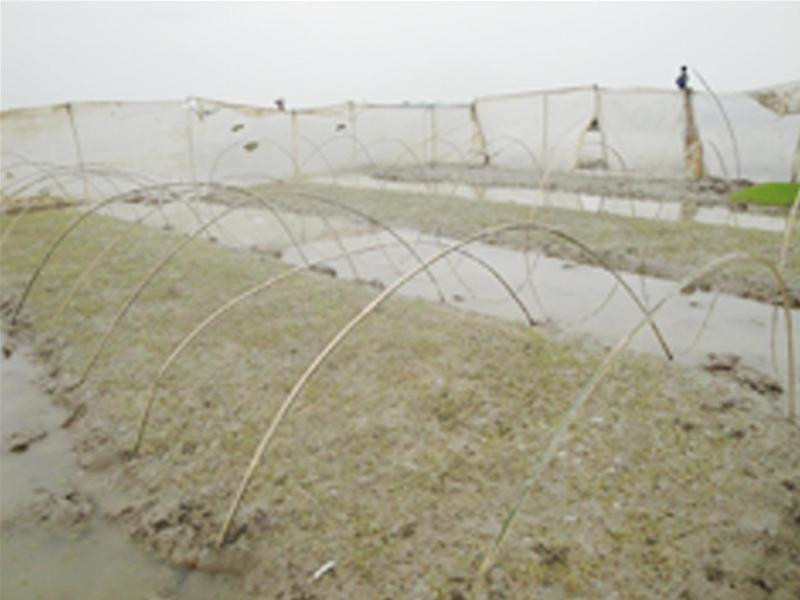 Lúa giống chết rũ trên đồng - Ảnh: Q.L