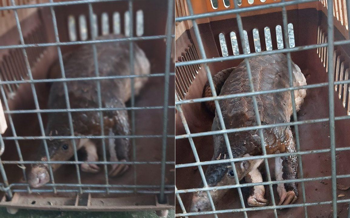 Con tê tê Java cái nặng khoảng 4 kg, dài chừng 70 cm vừa được tiếp nhận. Con tê tê Java cái nặng khoảng 4 kg, dài chừng 70 cm vừa được tiếp nhận.