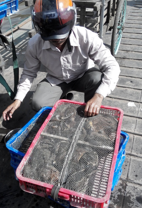 Nhức nhối, chim trời bị... treo bán từ lộ xuống phà ảnh 3