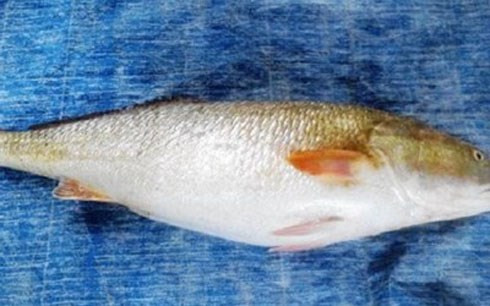 Cá quý hiểm và những cuộc đổi đời ngoạn mục ảnh 3