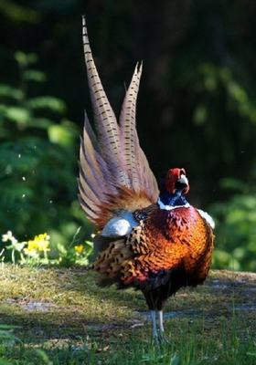 Chi bạc triệu 'săn' chim lạ, gà độc biếu Tết ảnh 4