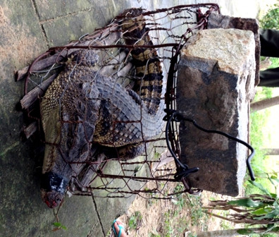 Tìm chủ sở hữu của cá sấu dài cả mét “đi lạc“ ảnh 1