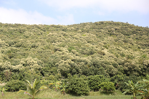 Ngàn người vào rừng rung cây lấy hạt dẻ ảnh 1