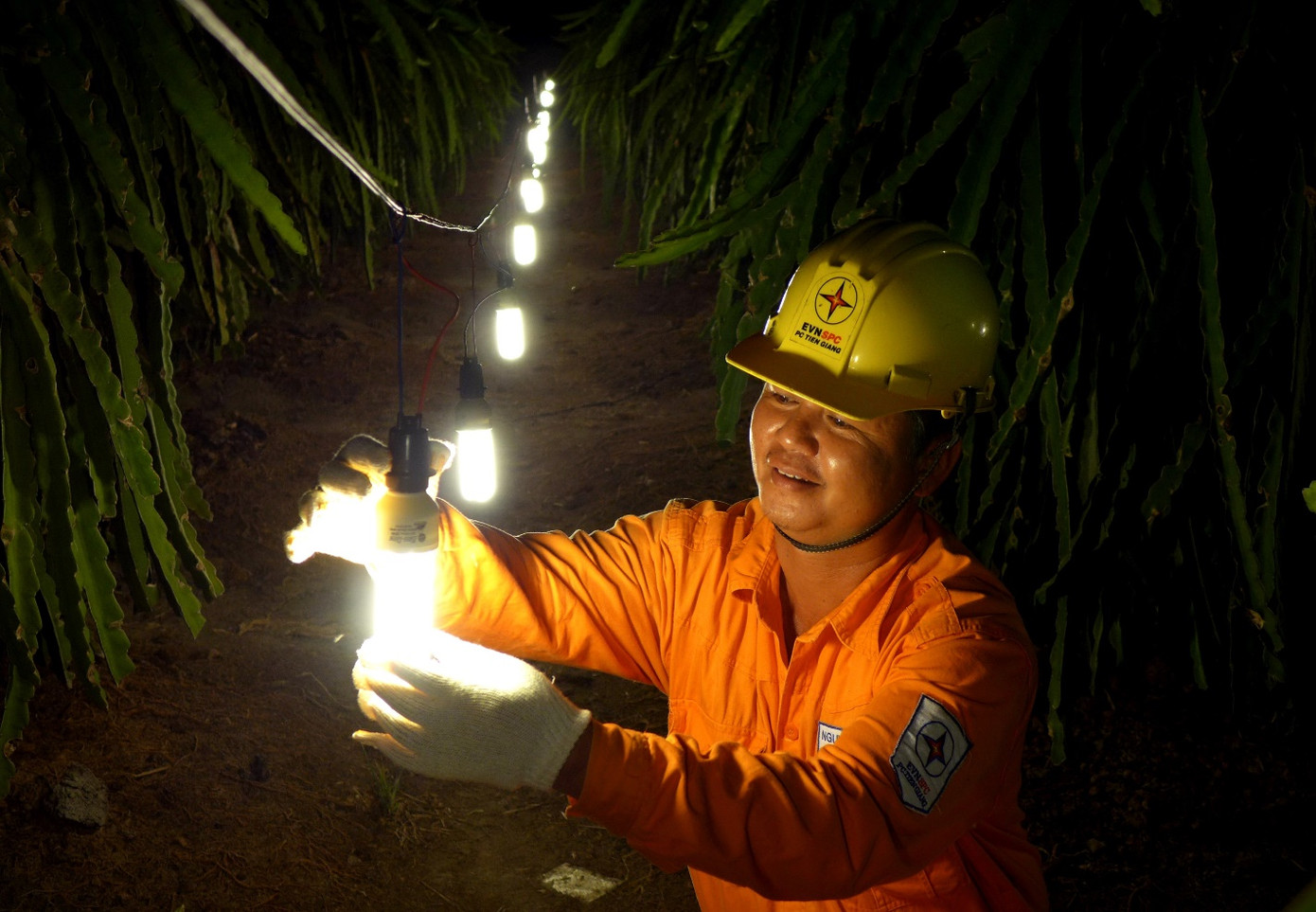 Triển khai các giải pháp tiết kiệm điện trong trồng thanh long tại Tiền Giang Triển khai các giải pháp tiết kiệm điện trong trồng thanh long tại Tiền Giang