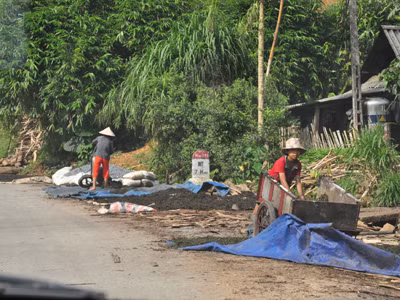 Phơi chè ra ven quốc lộ ở Yên Bái