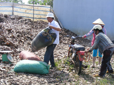 Người dân gom lá điều khô bán cho cả điểm thu mua ở xã Gia Canh