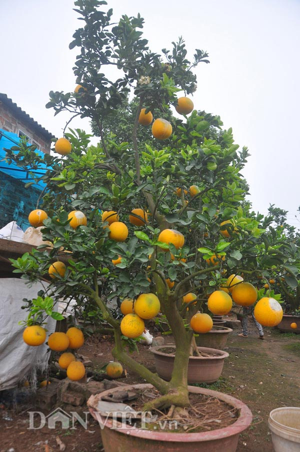 Cây bưởi cổ thụ cao hơn 5m giá “nghìn đô” ở Hưng Yên ảnh 5