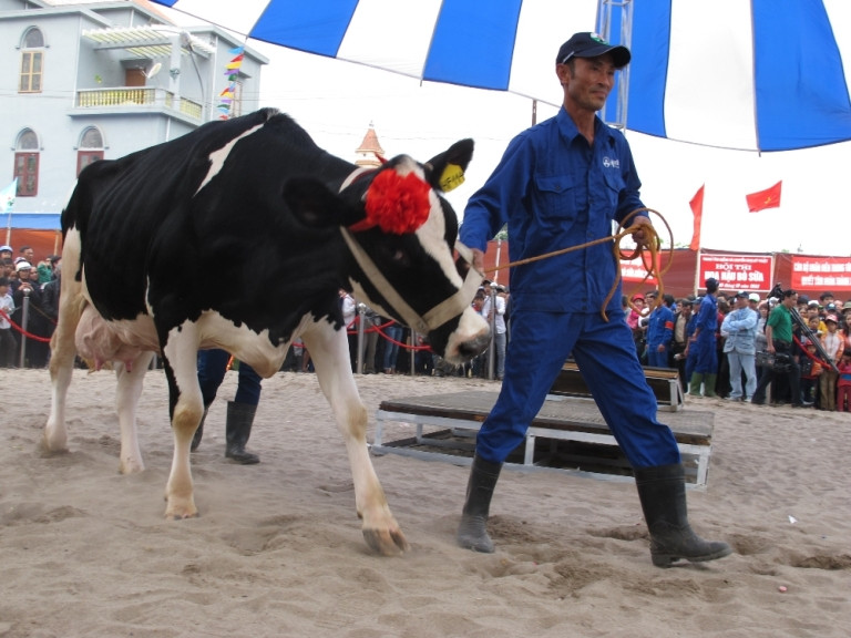 Cô bò này đang tự tin rảo bước trước hàng nghìn khán giả