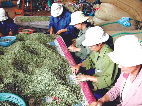 Thị trường cà phê Tây Nguyên chao đảo bởi các ông lớn FDI Ảnh: H.T.N