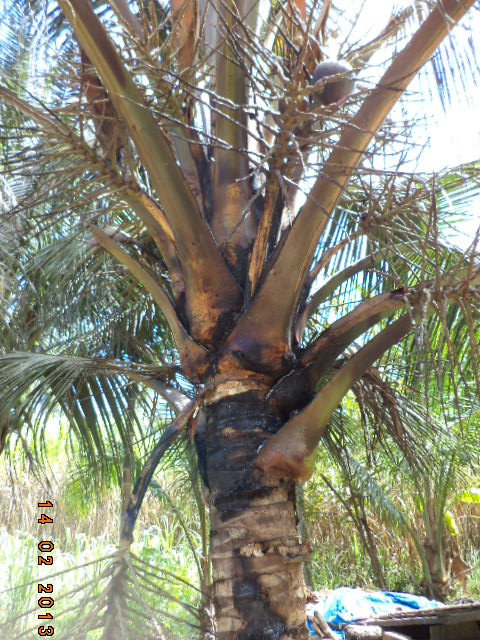 Cây dừa cách nhà khá xa cũng bị cháy sém