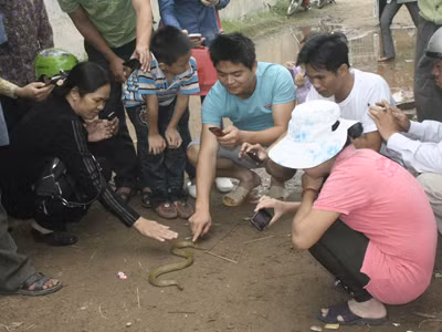Nhiều người dân sờ vào con rắn. Nhiều người dân sờ vào con rắn