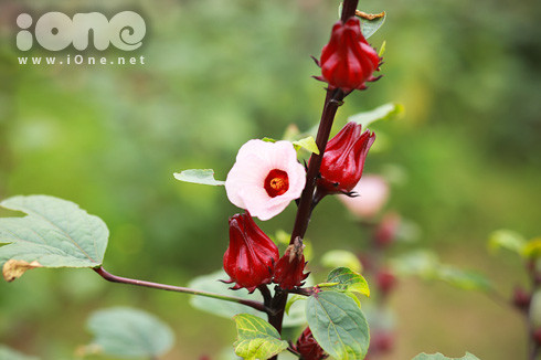 Hibiscus còn có thể sử dụng để pha nước giải khát và chữa bệnh hiệu quả 