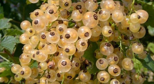 Điểm mặt trái cây rẻ bèo về Việt Nam thành siêu đắt đỏ ảnh 1